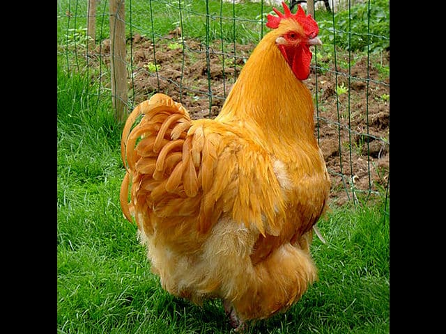 noticiascuriosas 10 animales que pueden ´predecir´ la muerte