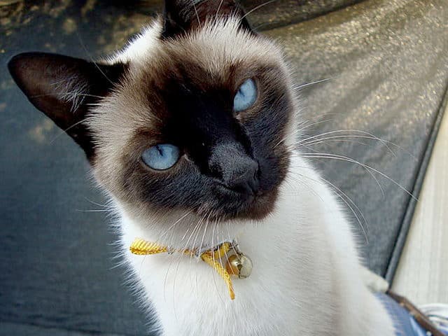 noticiascuriosas 10 animales que pueden ´predecir´ la muerte