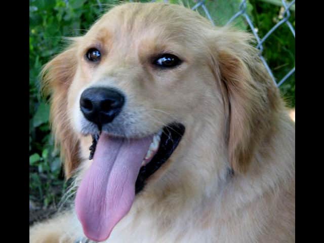 noticiascuriosas 10 animales que pueden ´predecir´ la muerte