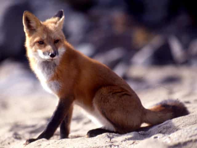 noticiascuriosas 10 animales que pueden ´predecir´ la muerte