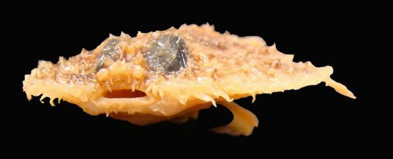 noticiascuriosas Las 10 mejores fotos cientificas del año 2012