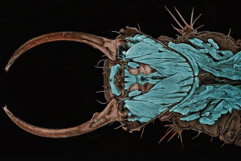 noticiascuriosas Las 10 mejores fotos cientificas del año 2012