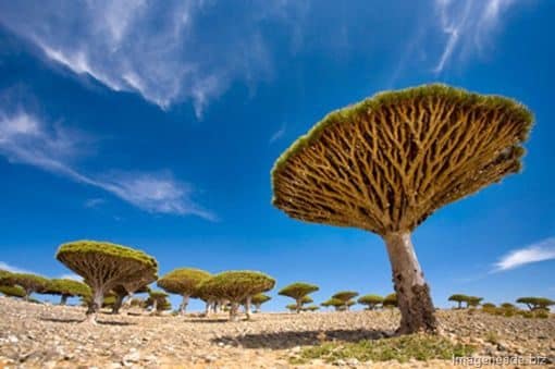 noticiascuriosas paisajes alienígenas en la tierra
