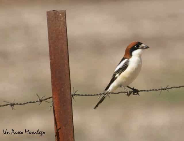Noticias Curiosas - Pájaro posado en un Alambre de espinos 