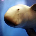 ¿El fin del delfin chino? Los manatíes del río Yangtsé, en peligro de extinción 6