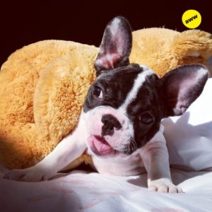 Animales y Naturaleza 11