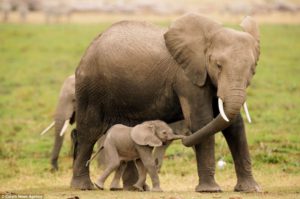 Animales y Naturaleza 18