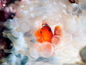 Animales y Naturaleza 22