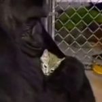 #Video Gorila llora al enterarse de la muerte de su gatito 7