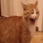 #Video Un gato grita como Godzilla a otro felino que le golpea 2
