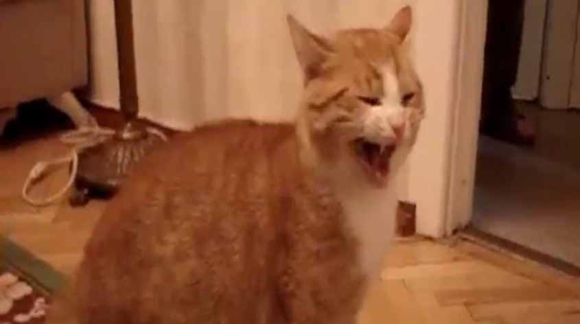 #Video Un gato grita como Godzilla a otro felino que le golpea 5