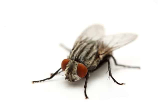 ¿Cuánto vive una mosca? 1 ¿Cuánto vive una mosca? 2