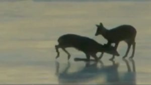 Animales y Naturaleza 23