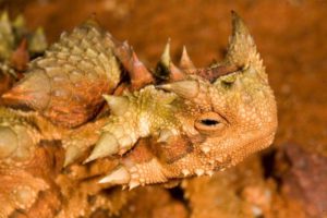 Animales y Naturaleza 16