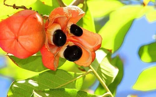 noticiascuriosas Los alimentos más peligrosos de la gastronomía internacional