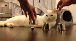 Animales y Naturaleza 6