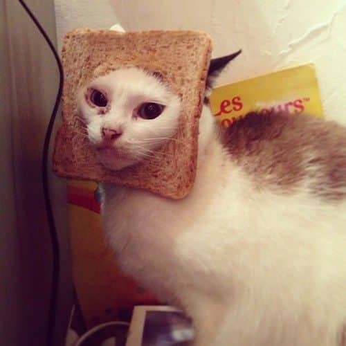 La moda de los Gatos Tostada 6