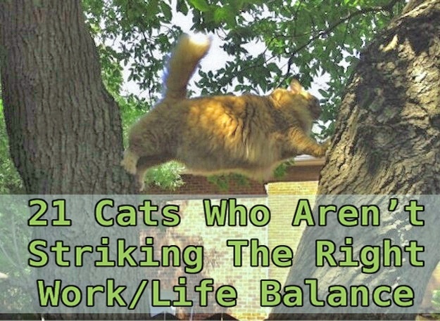 21 gatos que no están en huelga el complicado equilibrio de trabajo y vida 40