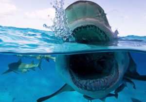 Animales y Naturaleza 14