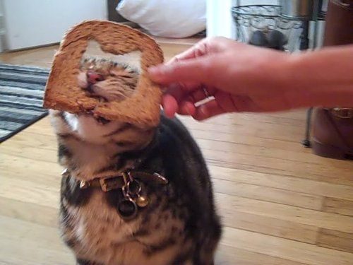 La moda de los Gatos Tostada 25