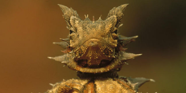 animal raro mundo 2 1611705