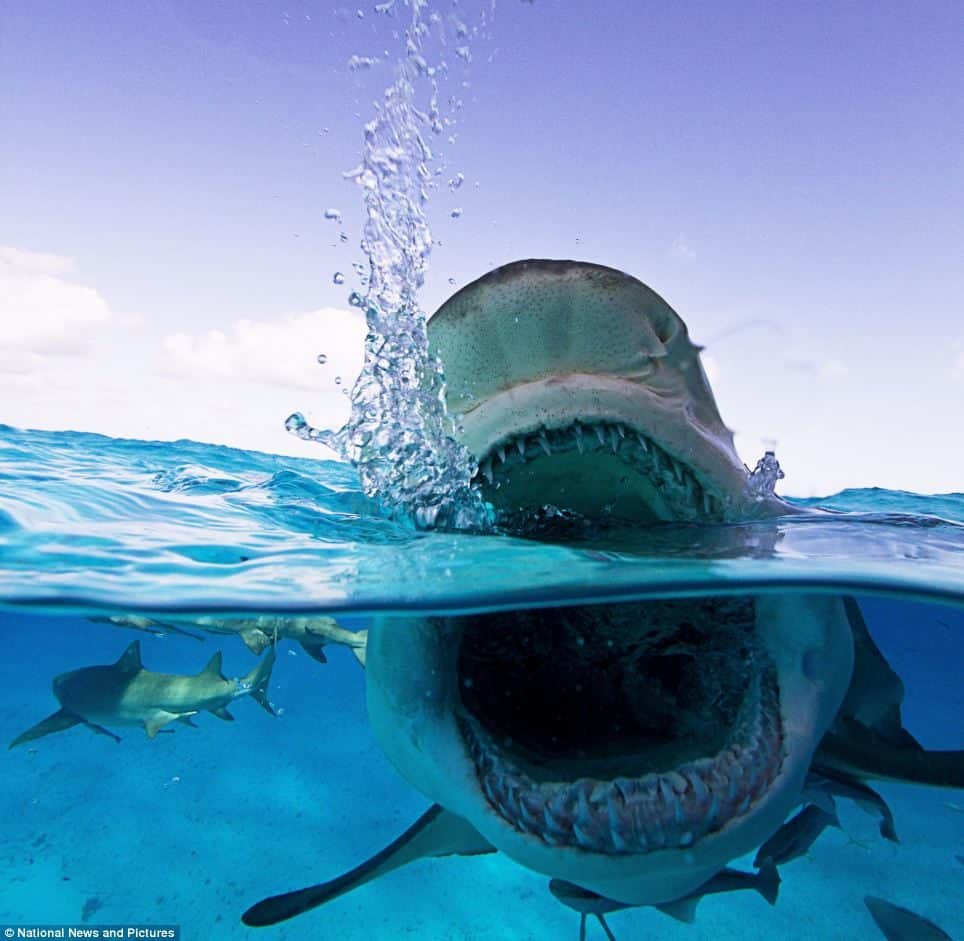 noticiascuriosas Primer plano de los tiburnes más aterradores del océano