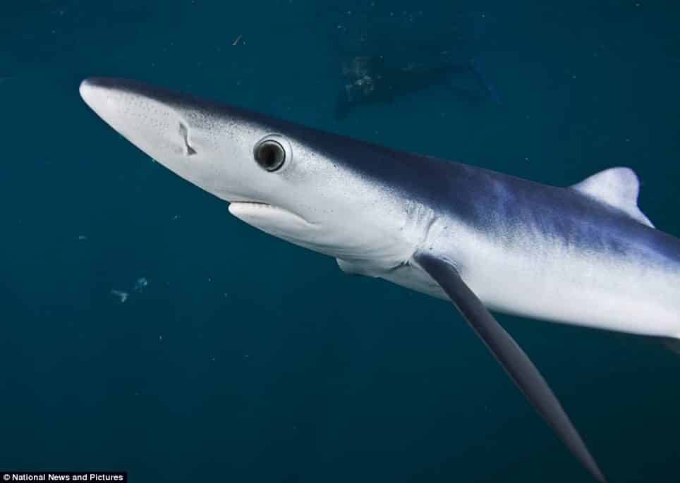 noticiascuriosas Primer plano de los tiburnes más aterradores del océano