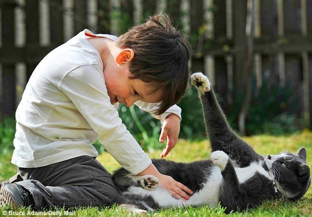 Billy, un gato abandonado y adoptado que ayuda cada dia a un niño autista 3