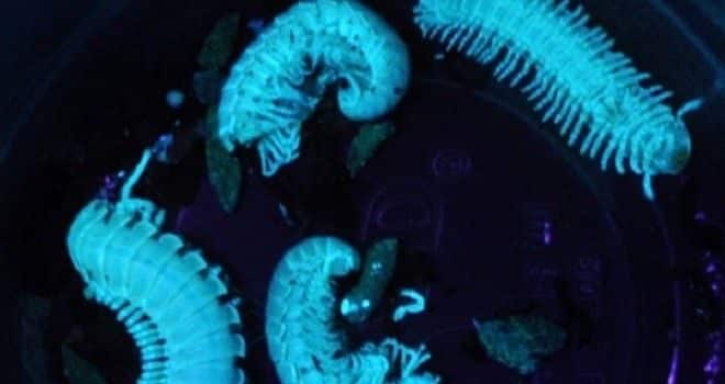 Hallan milpiés fluorescentes en la isla de Alcatraz 3