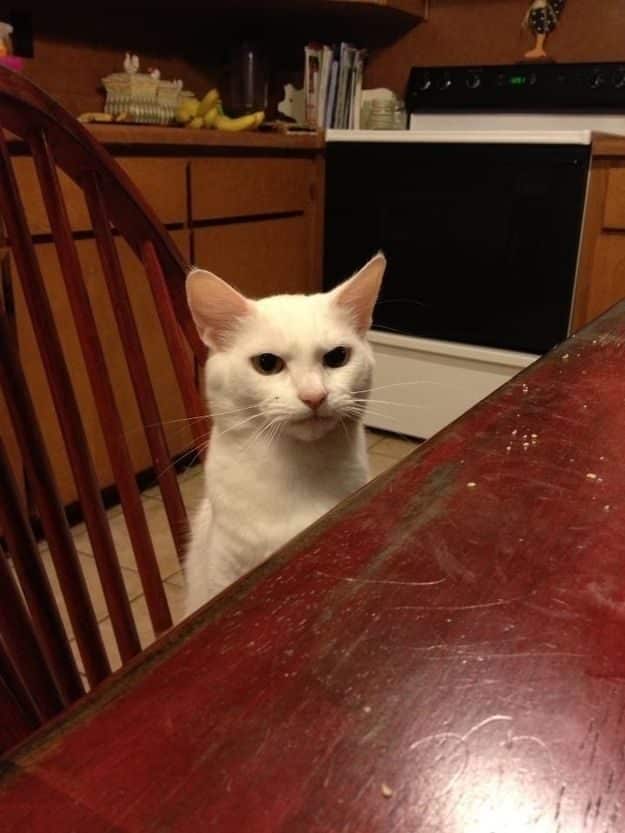21 gatos que no están en huelga el complicado equilibrio de trabajo y vida 2 21 gatos que no están en huelga el complicado equilibrio de trabajo y vida 3