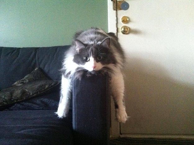 21 gatos que no están en huelga el complicado equilibrio de trabajo y vida 3 21 gatos que no están en huelga el complicado equilibrio de trabajo y vida 4