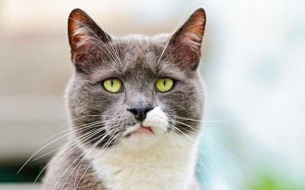 21 gatos que no están en huelga el complicado equilibrio de trabajo y vida 8 21 gatos que no están en huelga el complicado equilibrio de trabajo y vida 8