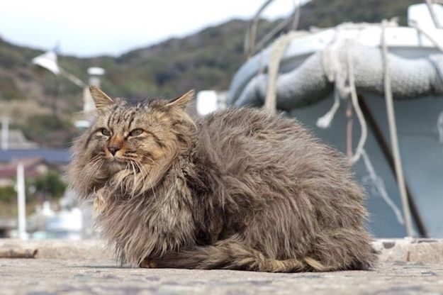 21 gatos que no están en huelga el complicado equilibrio de trabajo y vida 23 21 gatos que no están en huelga el complicado equilibrio de trabajo y vida 23