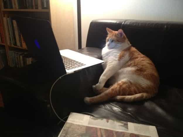 21 gatos que no están en huelga el complicado equilibrio de trabajo y vida 14 21 gatos que no están en huelga el complicado equilibrio de trabajo y vida 14