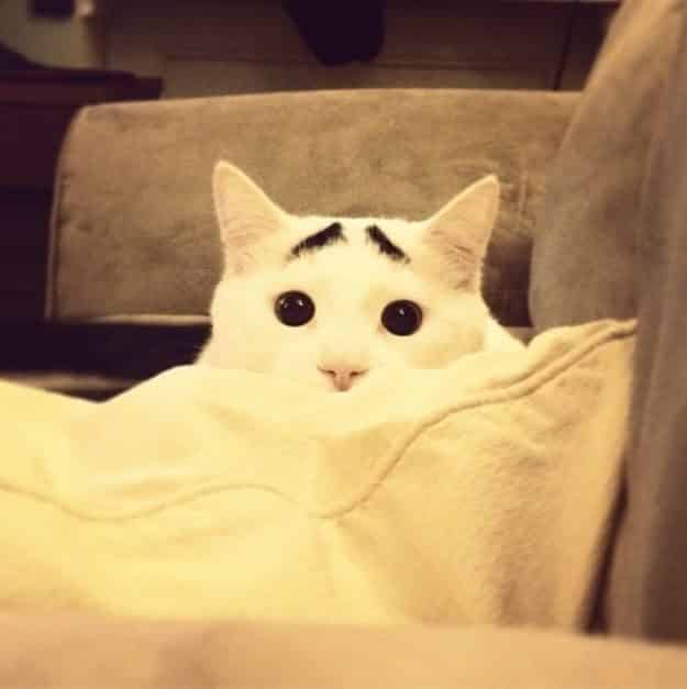 21 gatos que no están en huelga el complicado equilibrio de trabajo y vida 21 21 gatos que no están en huelga el complicado equilibrio de trabajo y vida 21