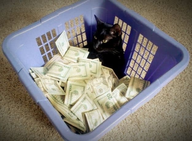 21 gatos que no están en huelga el complicado equilibrio de trabajo y vida 18 21 gatos que no están en huelga el complicado equilibrio de trabajo y vida 18
