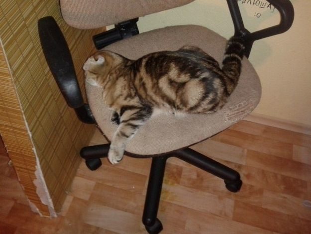 21 gatos que no están en huelga el complicado equilibrio de trabajo y vida 22 21 gatos que no están en huelga el complicado equilibrio de trabajo y vida 22