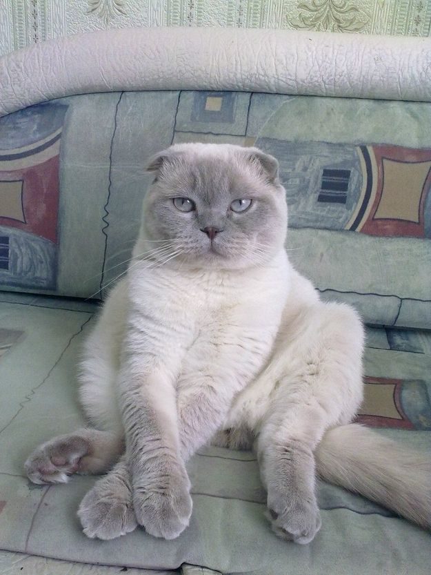 21 gatos que no están en huelga el complicado equilibrio de trabajo y vida 5 21 gatos que no están en huelga el complicado equilibrio de trabajo y vida 5