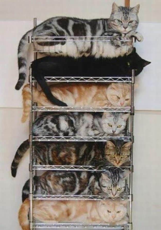 21 gatos que no están en huelga el complicado equilibrio de trabajo y vida 13 21 gatos que no están en huelga el complicado equilibrio de trabajo y vida 13