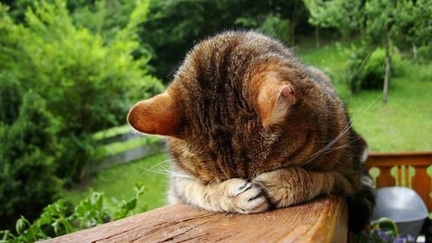 21 gatos que no están en huelga el complicado equilibrio de trabajo y vida 20 21 gatos que no están en huelga el complicado equilibrio de trabajo y vida 20