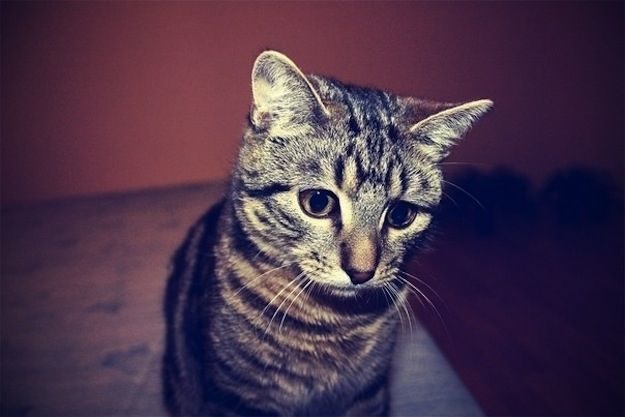 21 gatos que no están en huelga el complicado equilibrio de trabajo y vida 9 21 gatos que no están en huelga el complicado equilibrio de trabajo y vida 9