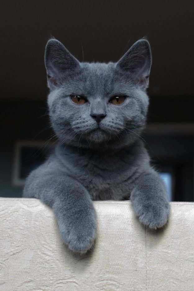 21 gatos que no están en huelga el complicado equilibrio de trabajo y vida 6 21 gatos que no están en huelga el complicado equilibrio de trabajo y vida 6