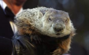 Animales y Naturaleza 8