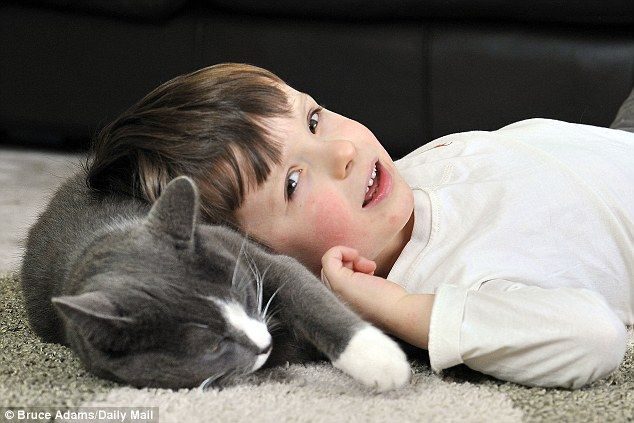 Billy, un gato abandonado y adoptado que ayuda cada dia a un niño autista 4
