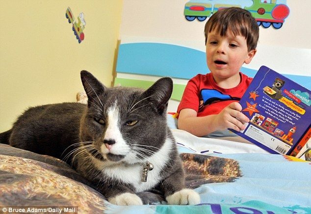 Billy, un gato abandonado y adoptado que ayuda cada dia a un niño autista 5