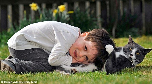 Billy, un gato abandonado y adoptado que ayuda cada dia a un niño autista 7