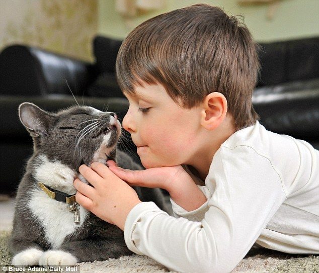 Billy, un gato abandonado y adoptado que ayuda cada dia a un niño autista 8