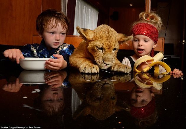En vez de un “lindo gatito”, la mascota de estos niños es un león cachorro 3