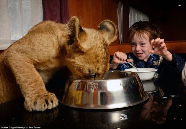 En vez de un “lindo gatito”, la mascota de estos niños es un león cachorro 4