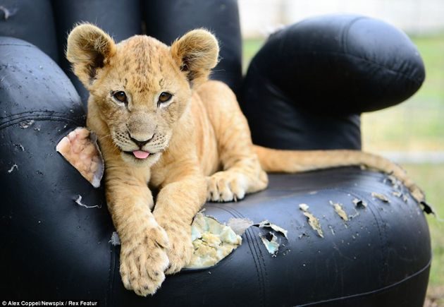 En vez de un “lindo gatito”, la mascota de estos niños es un león cachorro 6